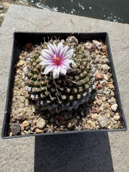 Turbinicarpus panarottoi